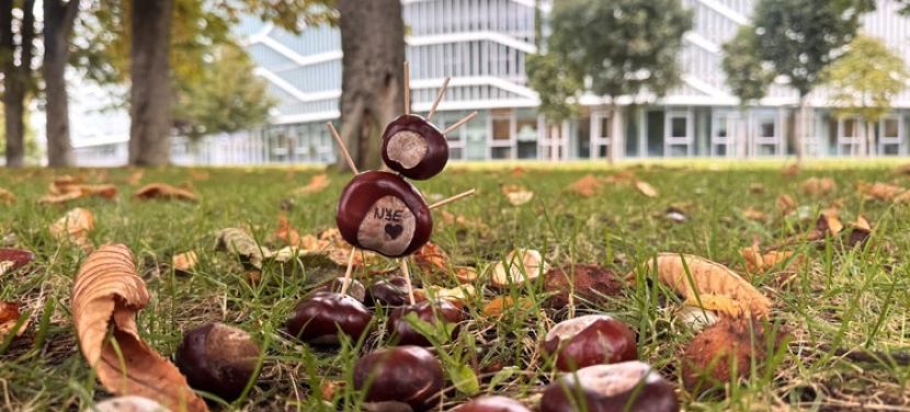 Gyűjts te is gesztenyét a CAMPUSON!