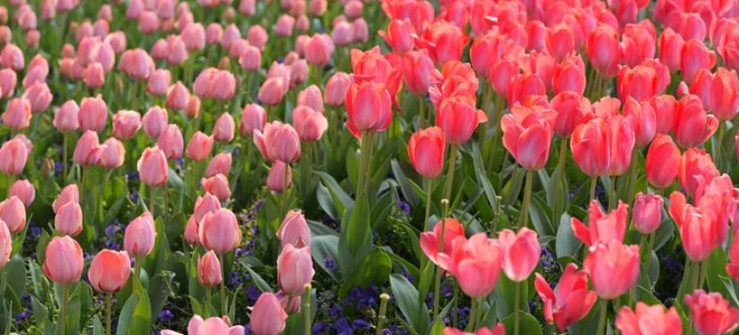 Kellemes tavaszi idő várható ezen a héten