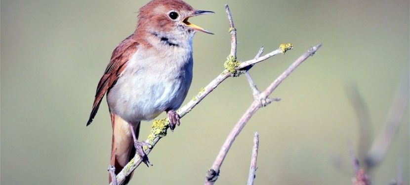 Fülemülék éjszakája a Kecskeméti Arborétumban – Különleges élmény a természet és a fotózás szerelmeseinek