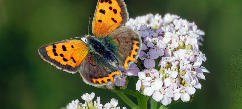 Éjszakai lepkék nyomában – Különleges természetismereti est várja az érdeklődőket Bugacon