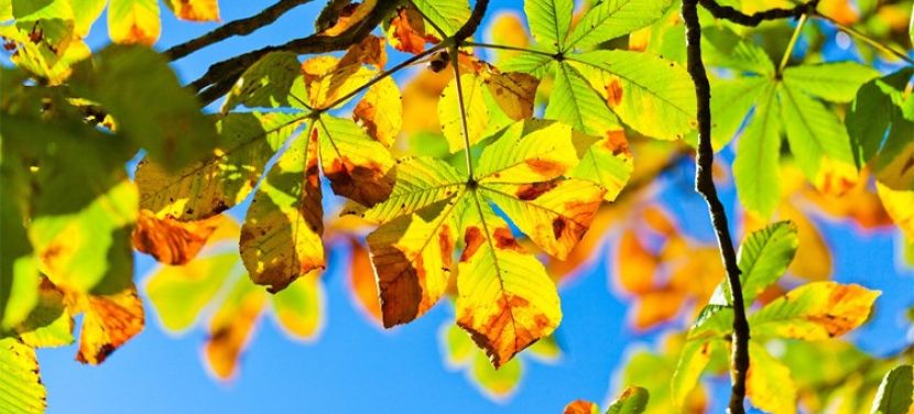 Éjszakai permetezés kezdődik a vadgesztenyefák védelméért Kecskeméten