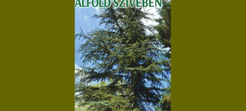 Hegyi óriások az Alföld szívében: Bemutatkoznak a Kecskeméti Arborétum tauruszi cédrusai