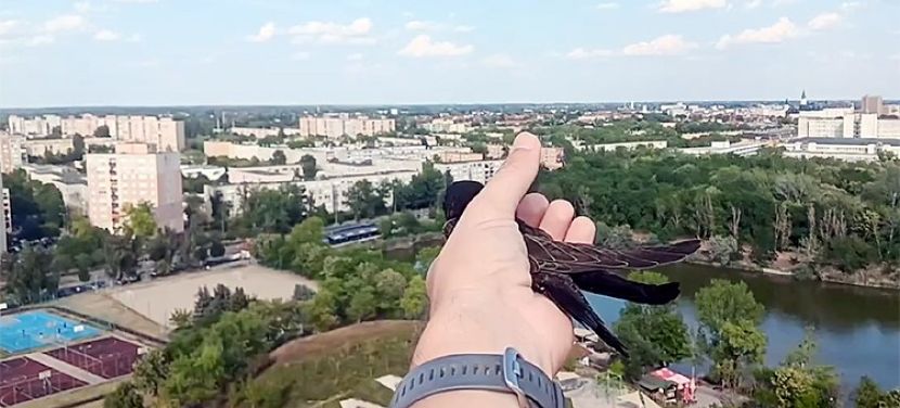 Sérülésükből felépült madarak térhettek vissza a természetbe Kecskemét térségében (VIDEÓ)