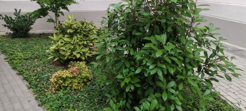 Séta a Teremtő Kertjében: szárazságtűrő növényekről tanulhatnak az érdeklődők a Kecskeméti Arborétumban