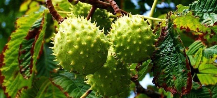 Vadgesztenyefák permetezése kezdődik Kecskeméten