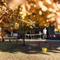 Ötödik alkalommal ünnepelték a helyi értékeket Matkón