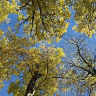 Kecskeméten is beszökött az ősz! Hullanak a közterületeken a levelek