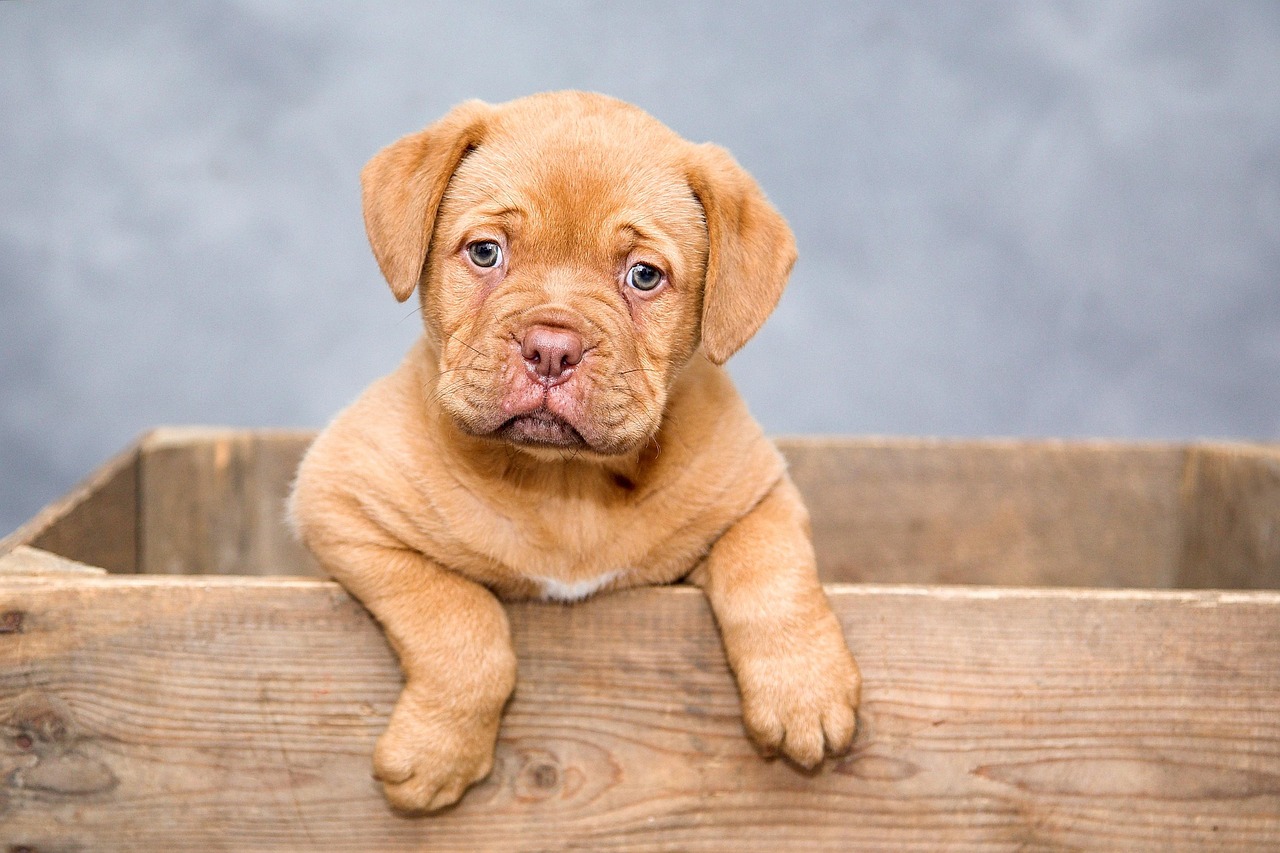 l0617puppy-1047521-1280.jpg